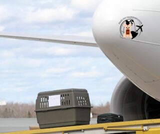 petshipping-320x268.jpg